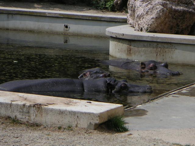 Flusspferde im Schönbrunner Zoo