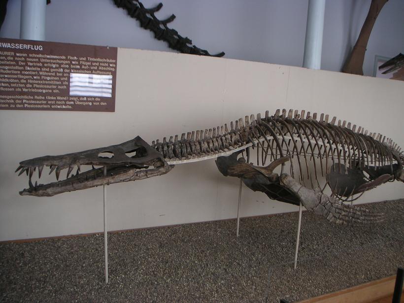 Liopleurodon ferox Skelett