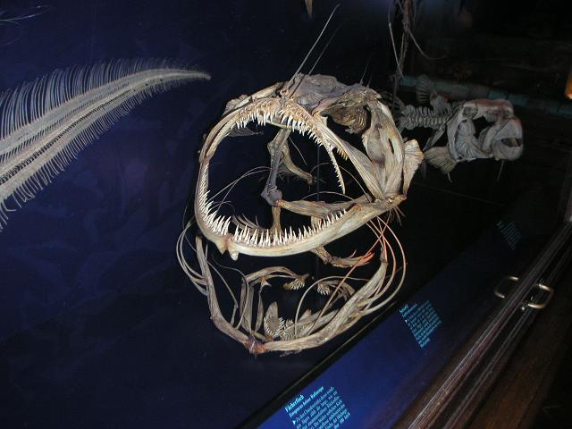 Seeteufel-Skelett