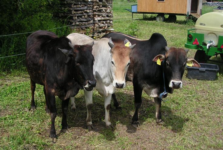 Zwergzebu-Stier mit Auerochsenzeichnung