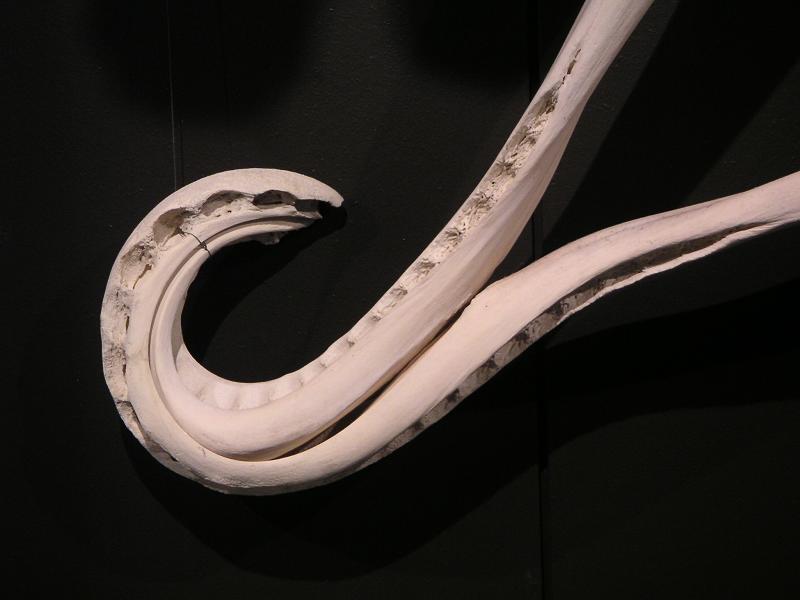deformed-sperm-whale-mandible-subadult