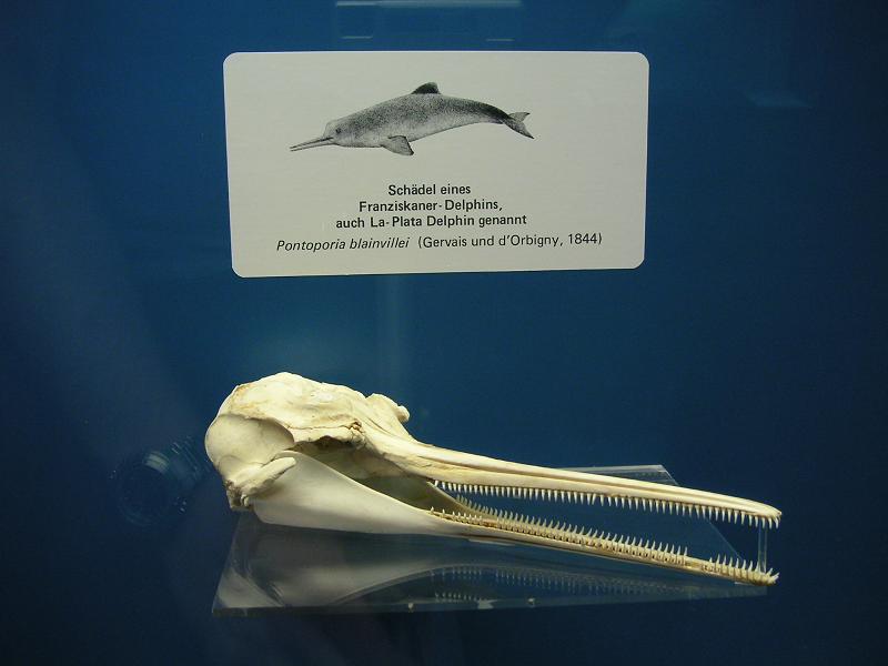 la-plata-delphin