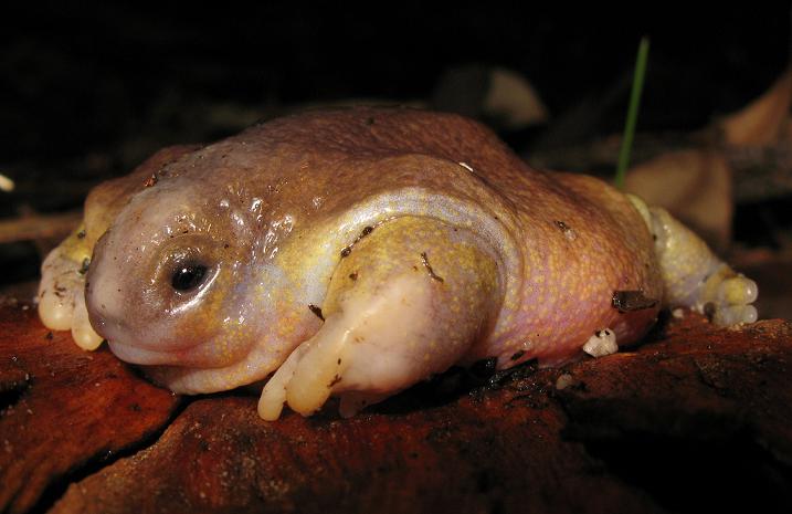 turtle-frog-myobatrachus-gouldi
