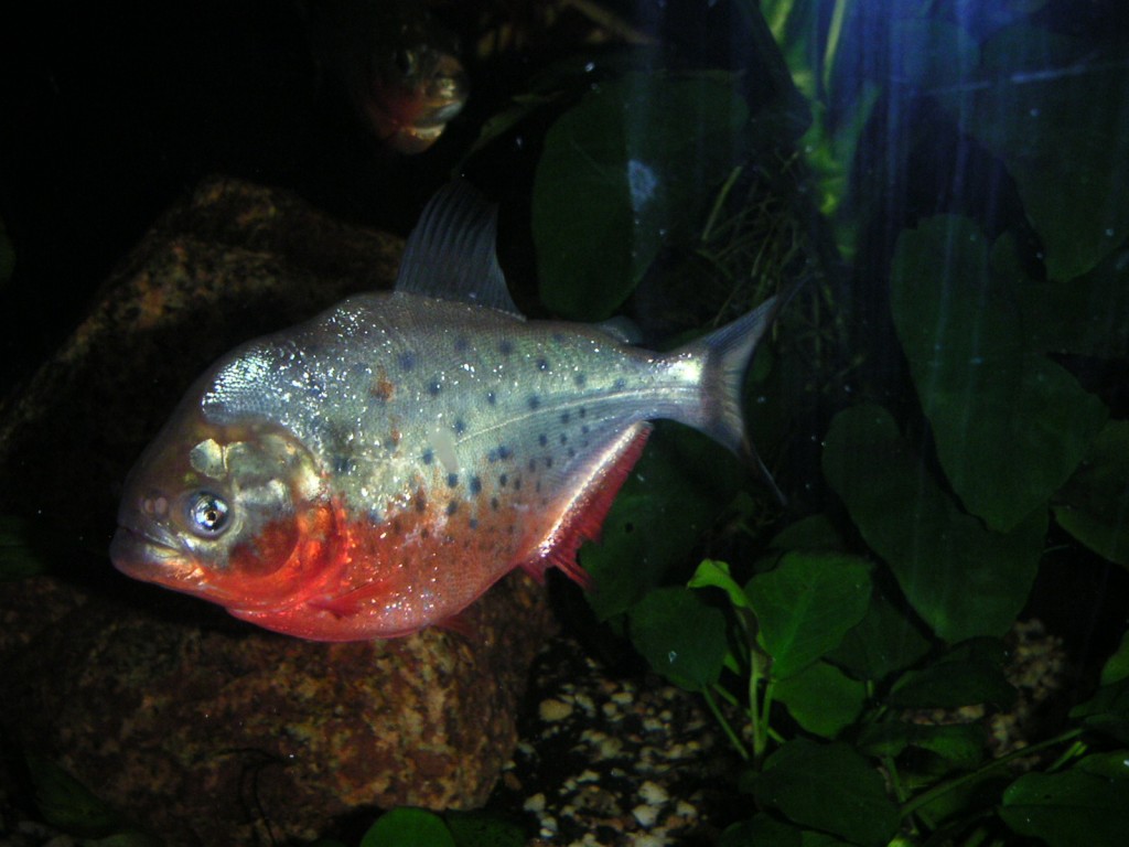 Piranha Serrasalmus natteri