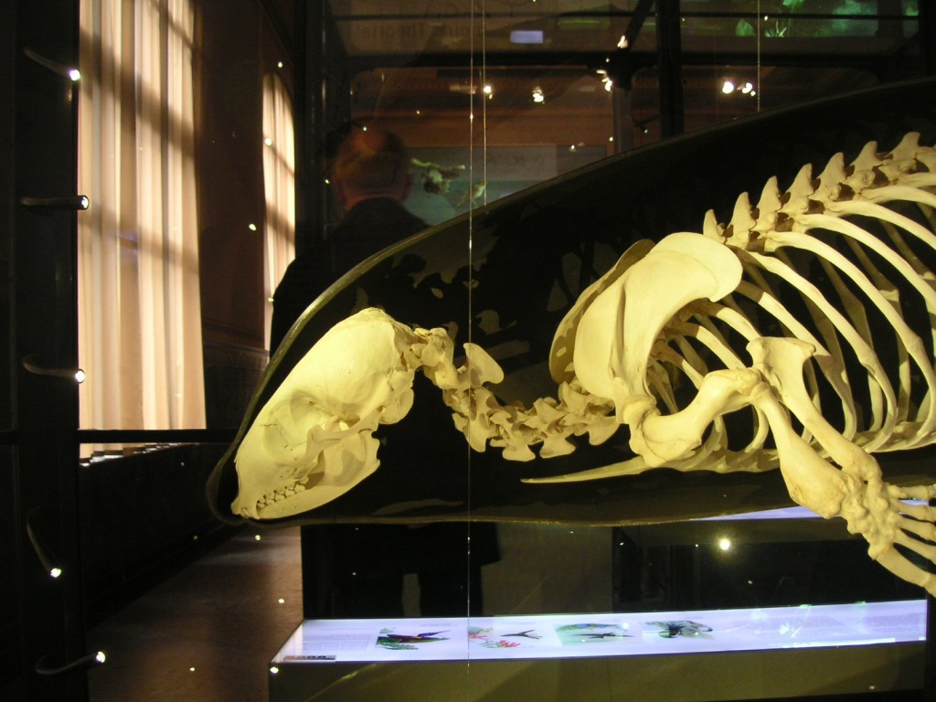 Seehund Skelett
