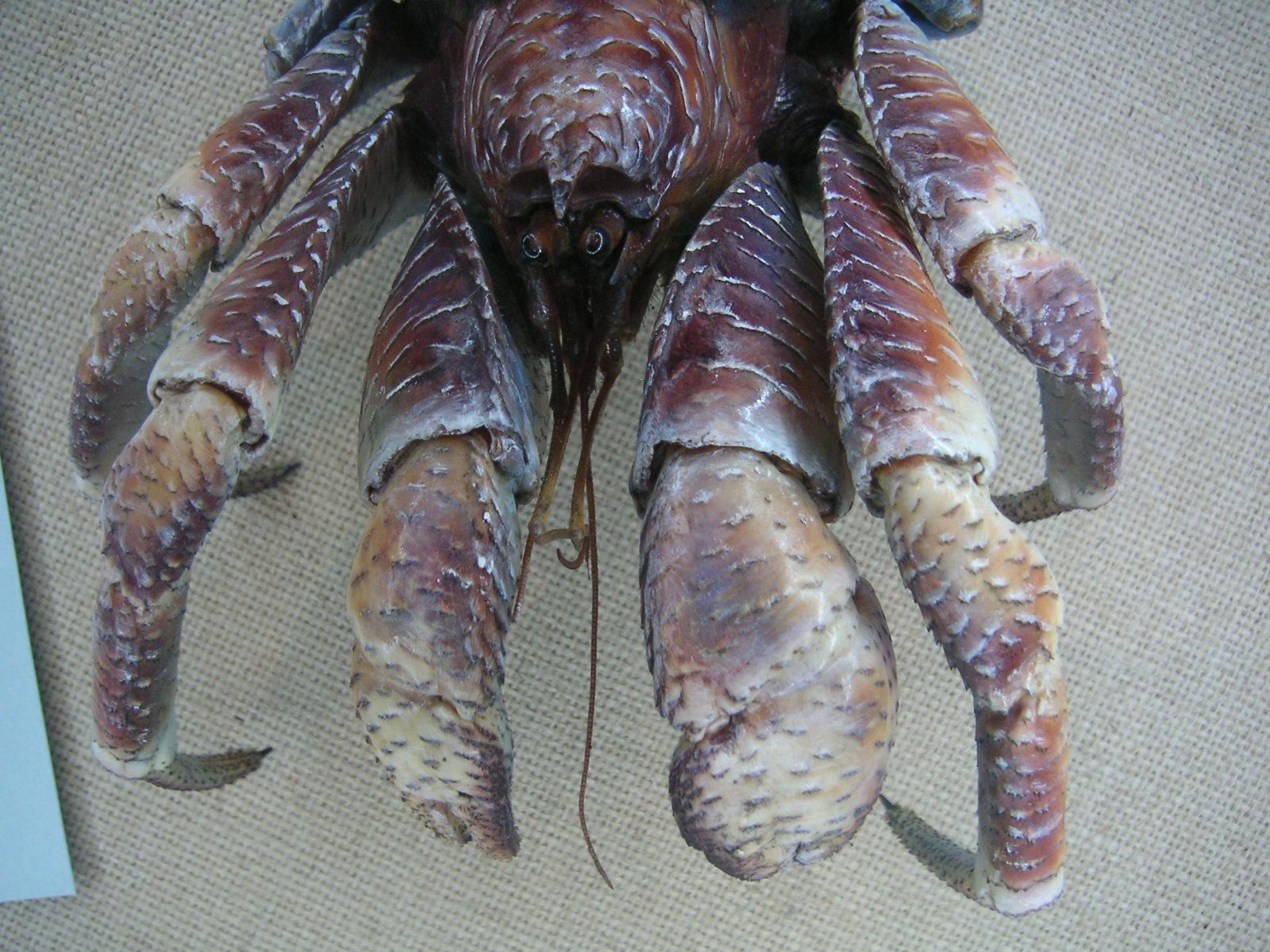 Schon wieder Palmendiebe! Bestiarium