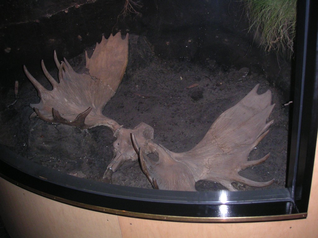 Elchschädel fossil Spannweite 1,65 m