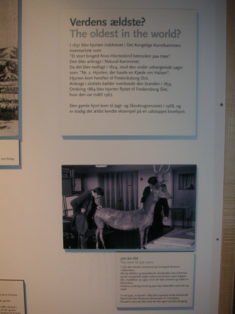 evtl. ältestes Hirschpräparat der Welt in Hörsholm, Dänemark (3)