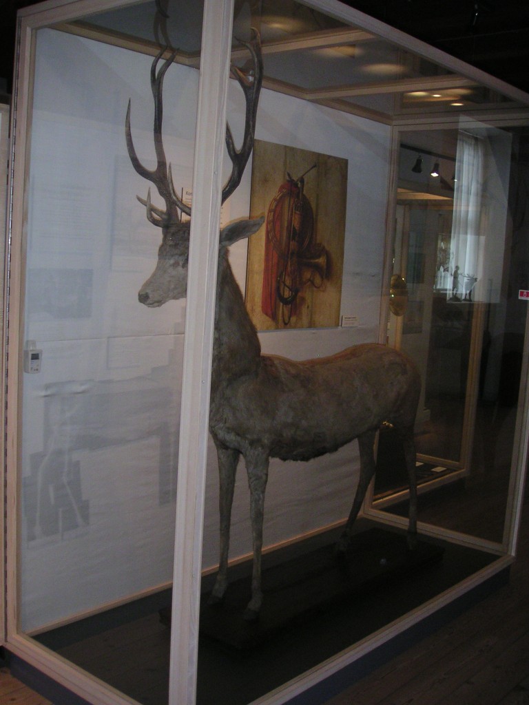 evtl. ältestes Hirschpräparat der Welt in Hörsholm, Dänemark (4)
