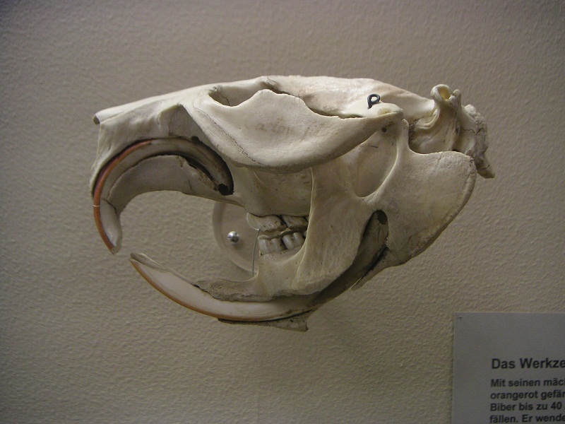 Bild des Tages: Biberschädel | Bestiarium