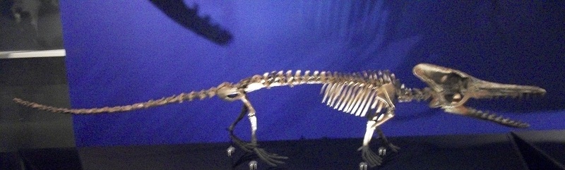 Kutchicetus_minimus_skeleton,_Canadian_Museum_of_Nature