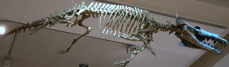 Maiacetus Skelett (Quelle Wikipedia)