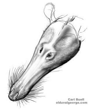 Pakicetus dorsal by Carl Buell