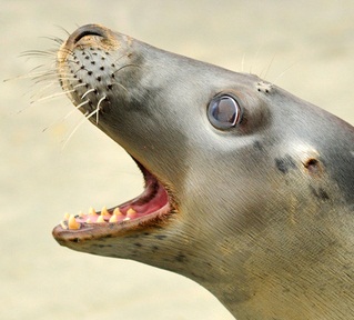 Robben Zähne