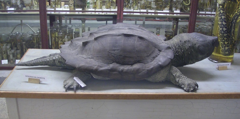Geierschildkröte im Museum für Naturkunde in Berlin