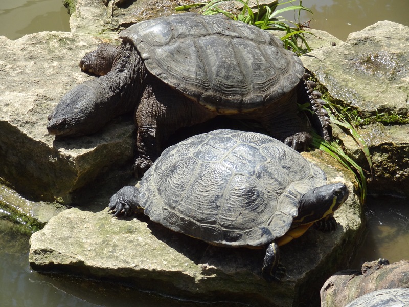 Ein Paar Fakten Uber Alligatorschildkroten Geierschildkroten Und Schnappschildkroten Bestiarium