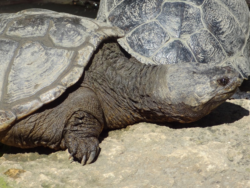 Ein Paar Fakten Uber Alligatorschildkroten Geierschildkroten Und Schnappschildkroten Bestiarium