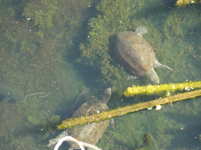 Bachschildkröten und Meeräsche