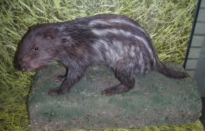 Bild des Tages Pakarana Bestiarium