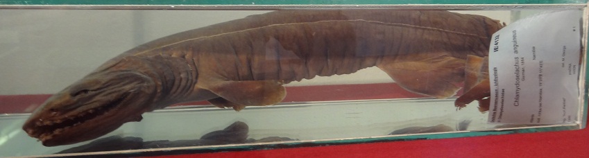 Kragenhai (Chlamydoselachus anguineus) Jagdmuseum München (1)