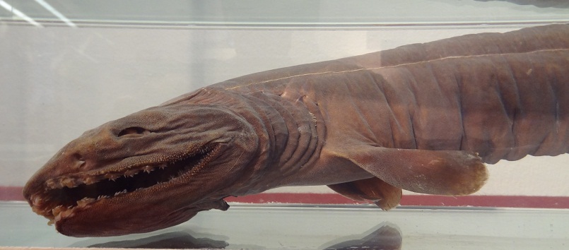 Kragenhai (Chlamydoselachus anguineus) Jagdmuseum München (2)