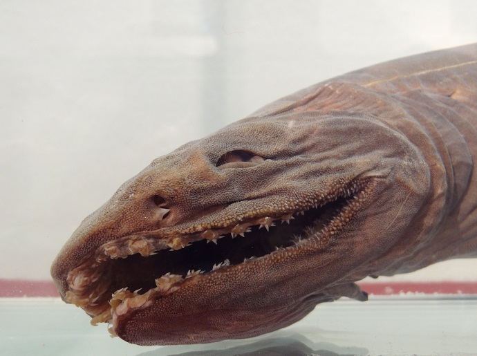 Kragenhai (Chlamydoselachus anguineus) Jagdmuseum München (3)