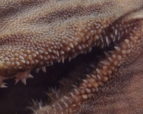 Kragenhai Dentikel