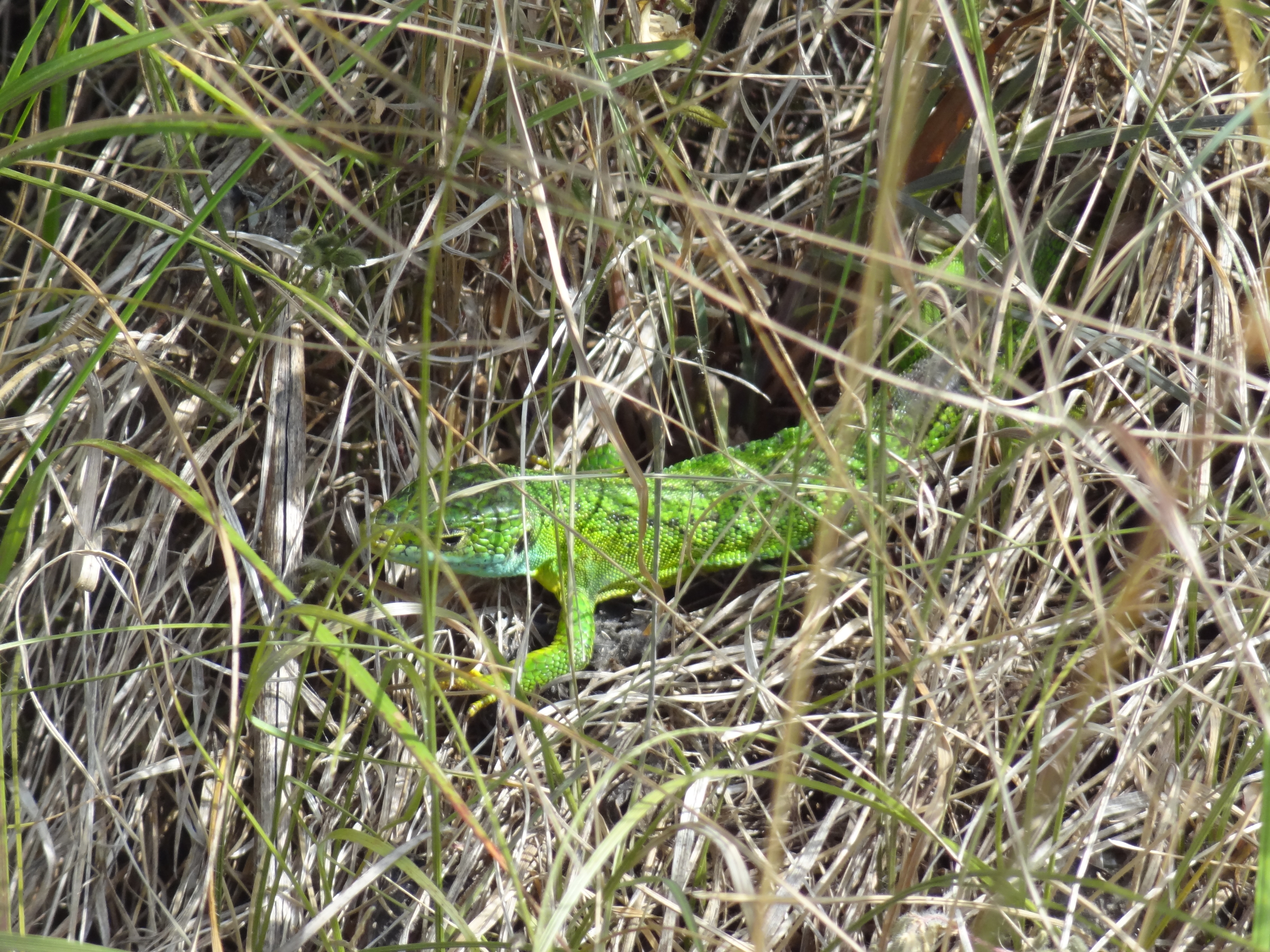 Smaragdeidechsen-Männchen