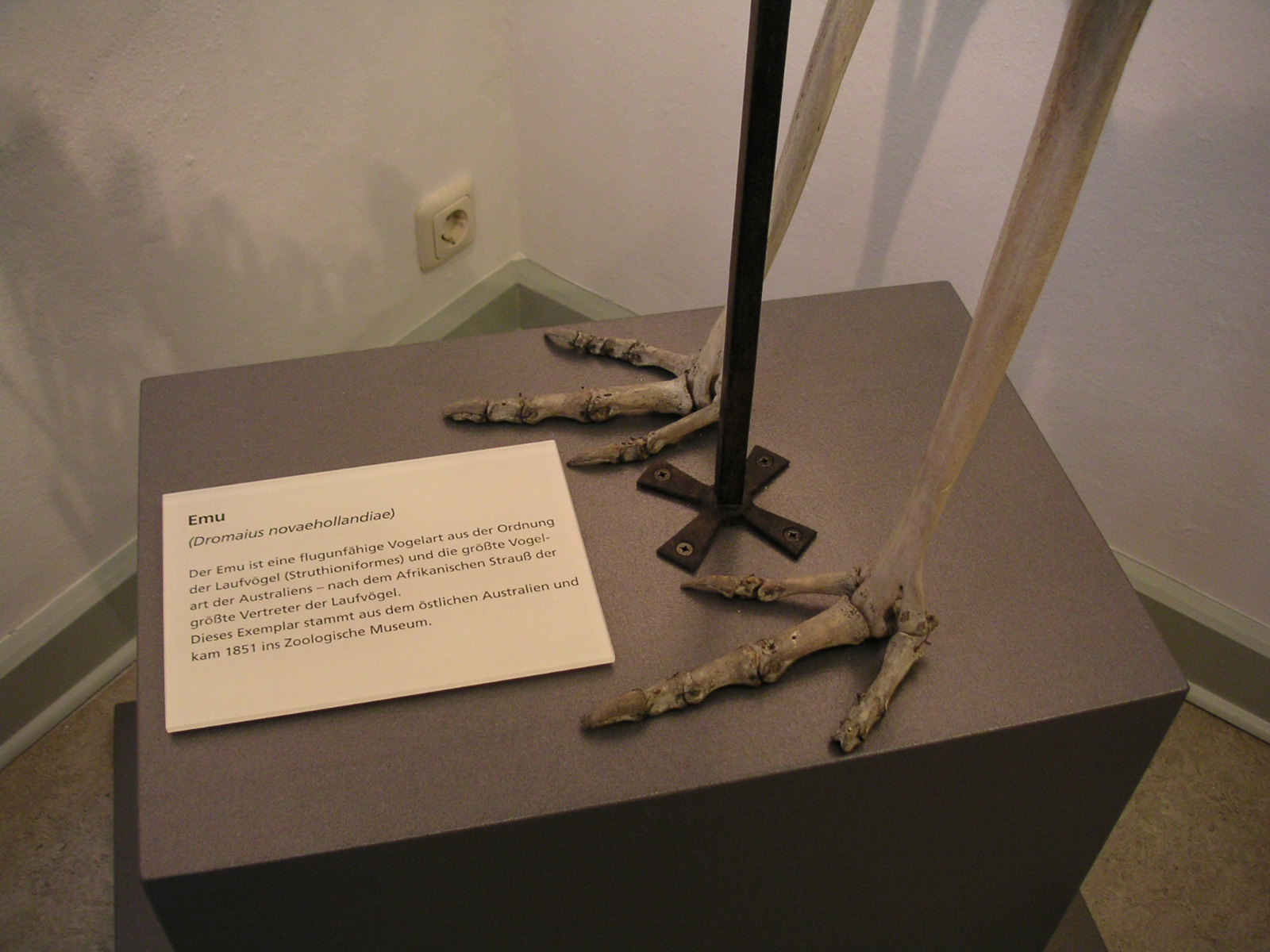 Emu-Fußknochen
