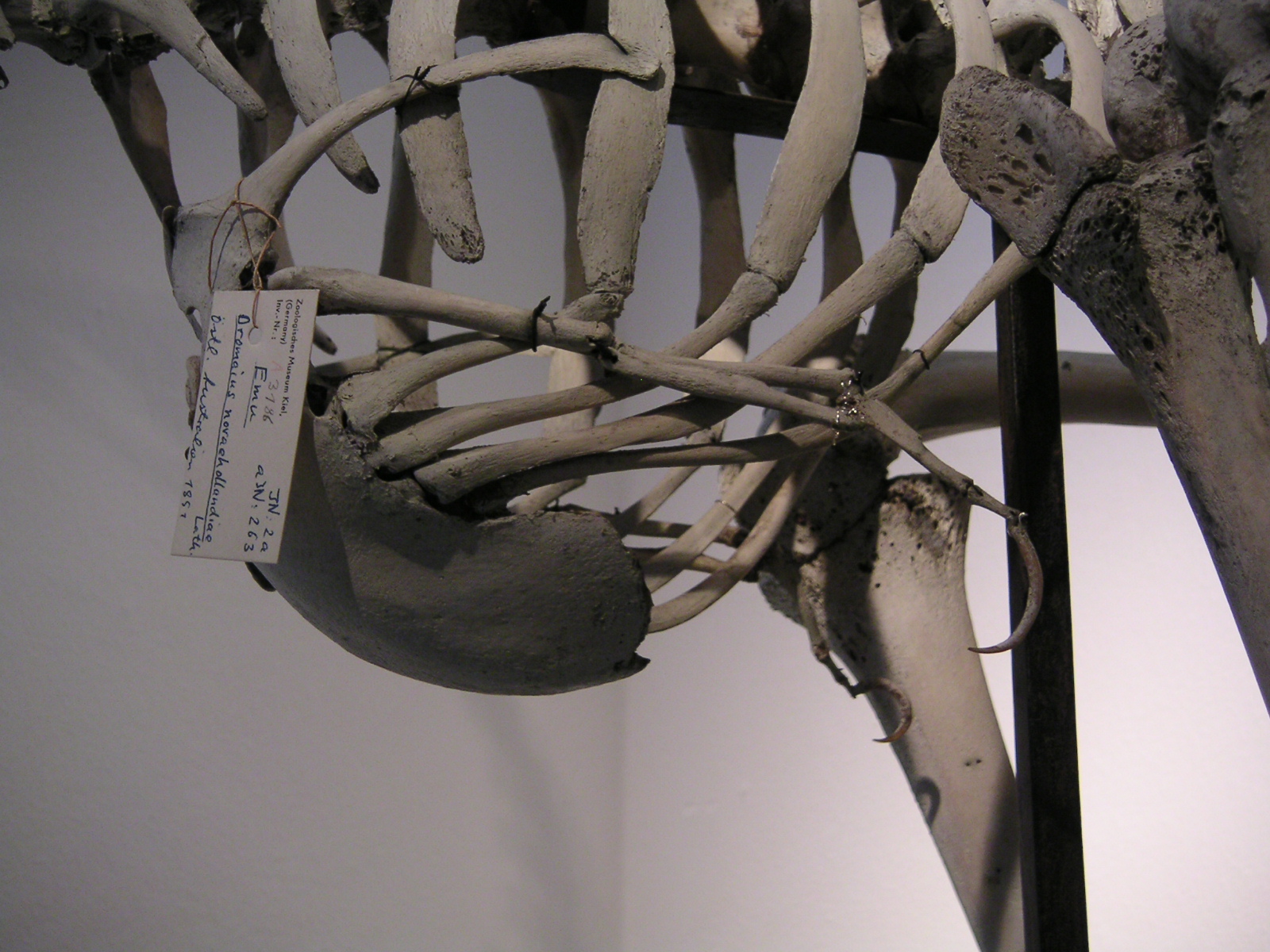 Emu-Flügelknochen