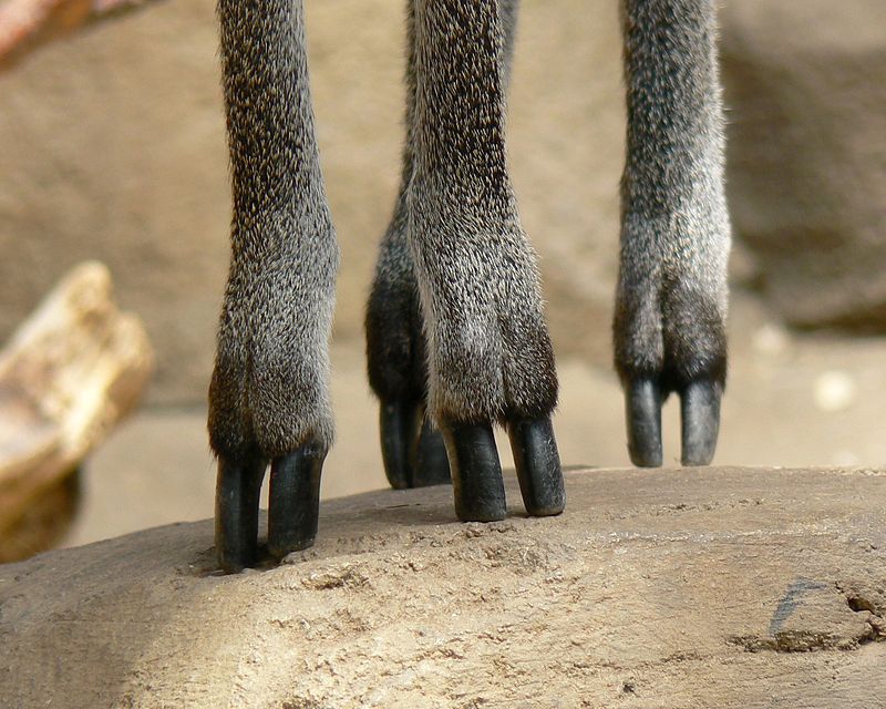 Klipspringer_(Oreotragus_oreotragus)_feet