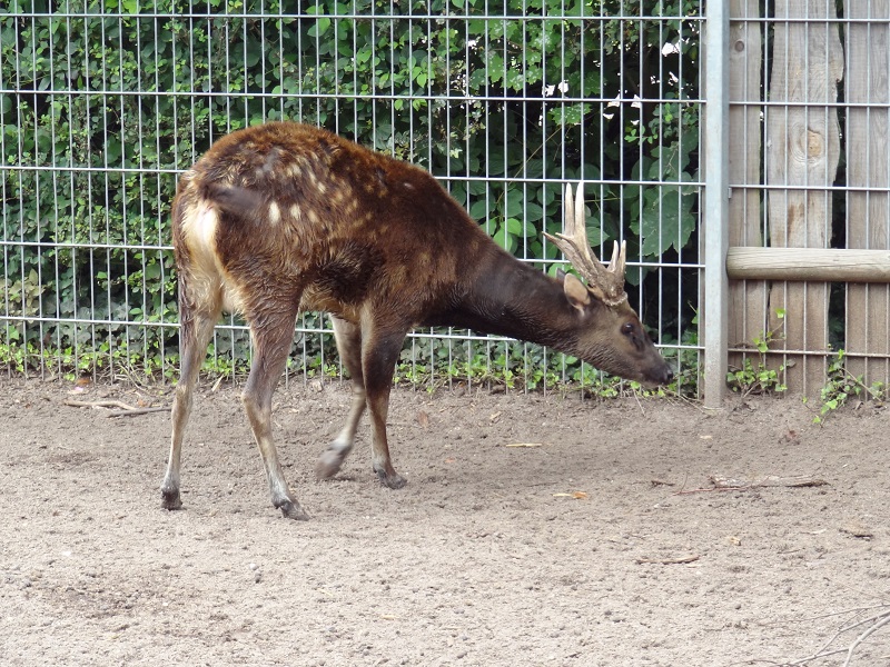 Prinz-Alfred-Hirsche Zoo Landau (4)