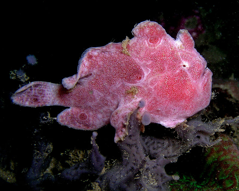 800px-Frogfish_ocellated