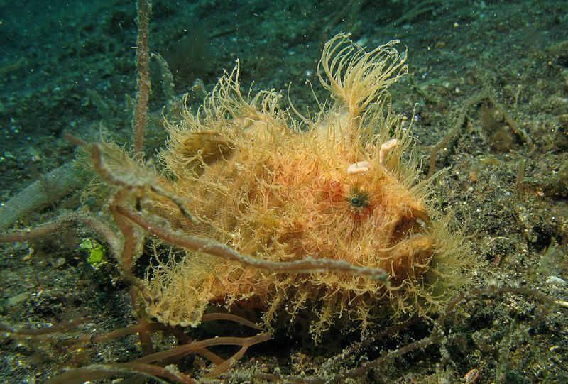 800px-Hairy_Frogfish
