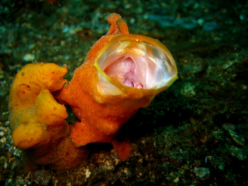 800px-Painted_FrogFish_yawning