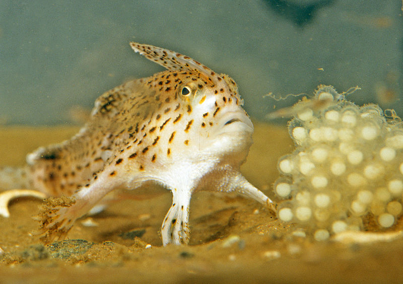 CSIRO_ScienceImage_11186_The_Endangered_Spotted_Handfish