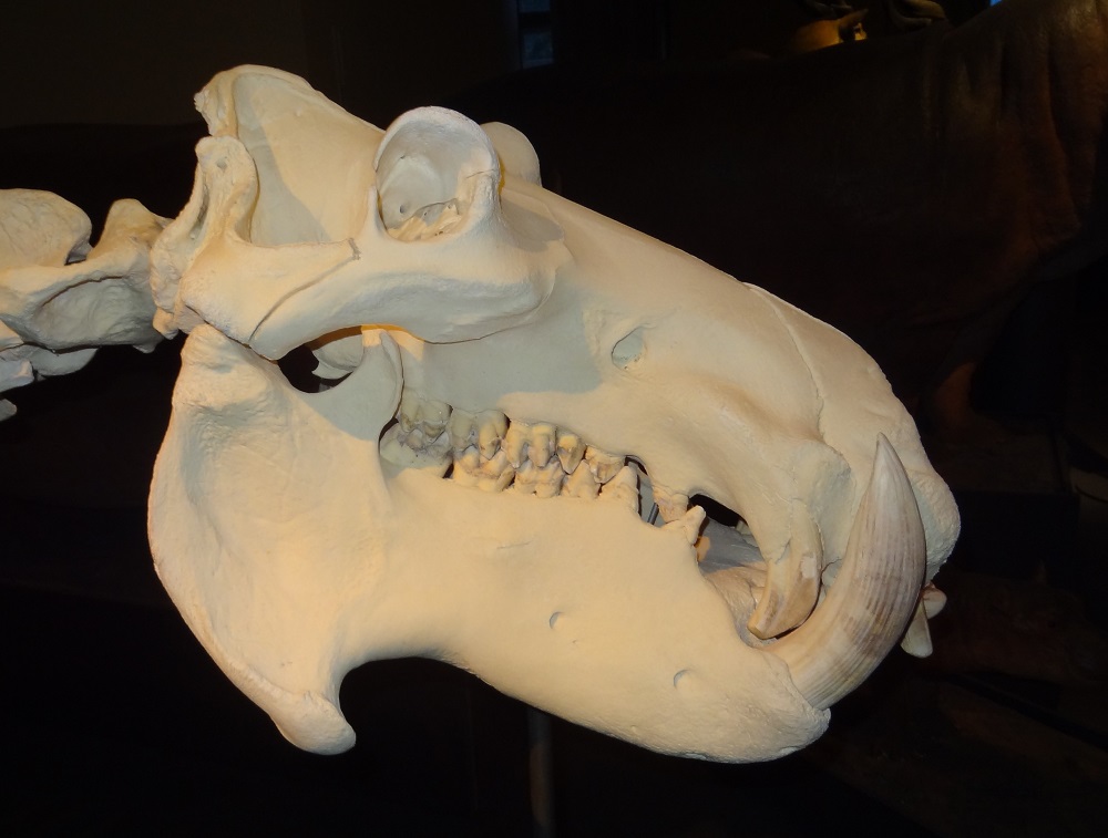 Hippopotamus skull Museum für Naturkunde Berlin