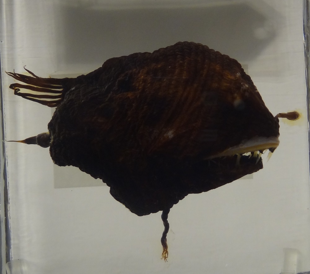 Melanocetus sp. im Museum für Naturkunde Berlin 