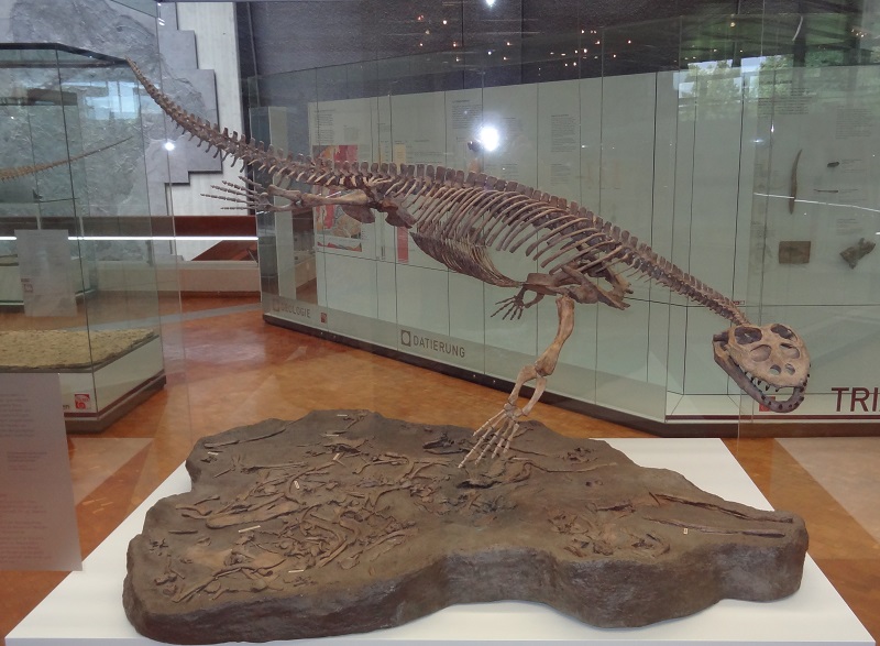Simosaurus gaillardoti im Museum am Löwentor in Stuttgart