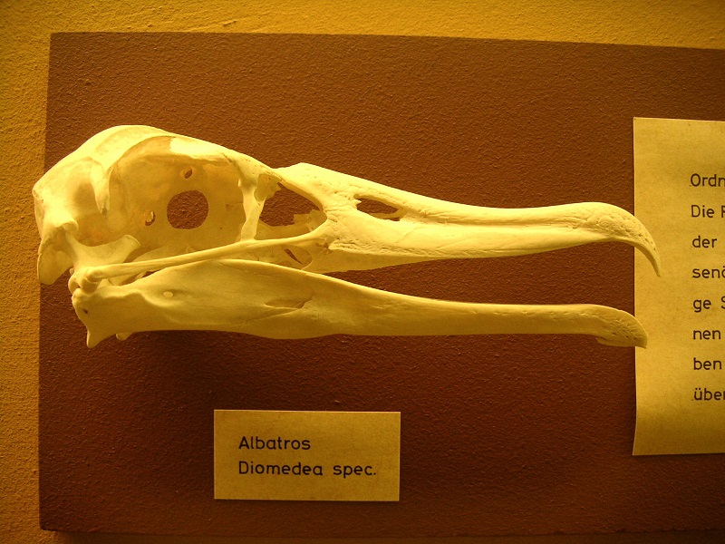 Albatros-Schädel Heidelberg2