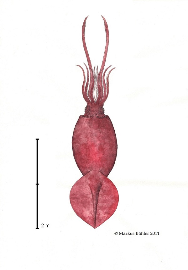 Mesonychoteuthis hamiltoni Scale 2m by Markus Bühler 2,5 m ML