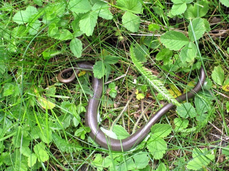 download huge earthworm download huge earthworm