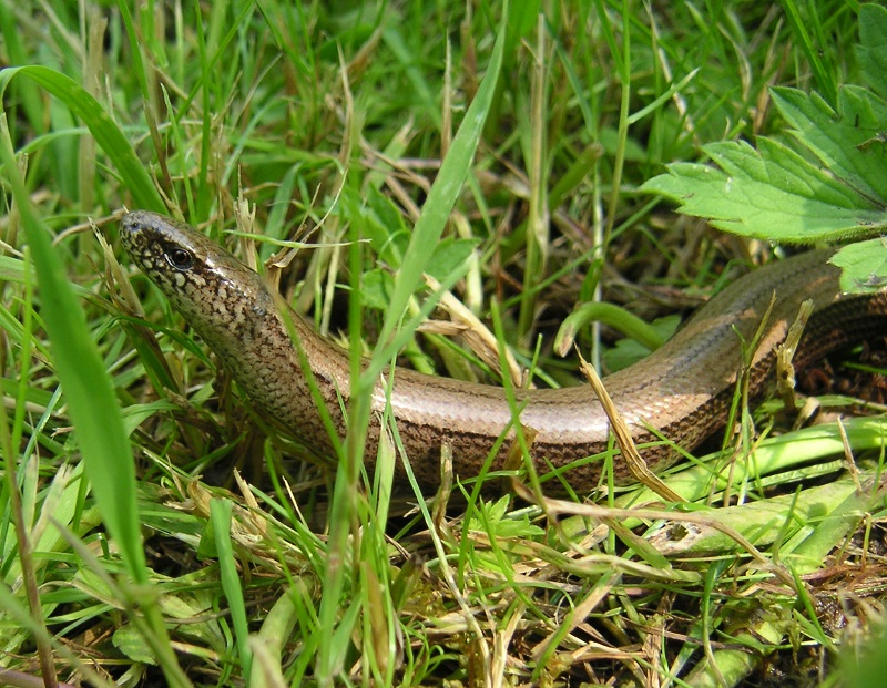 Slow worm Anguis fragilis