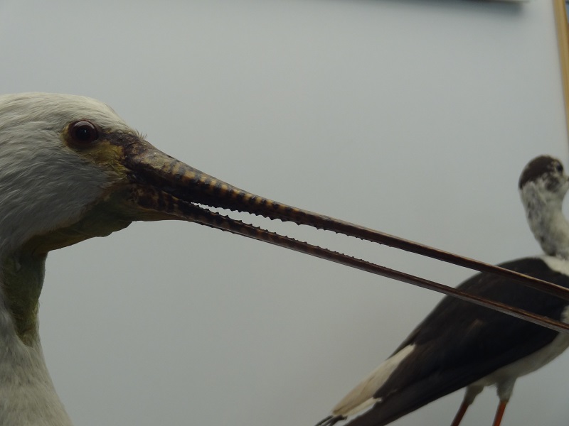 Eurasian spoonbill(Platalea leucorodia), ornithological museum Rocca di Lonato (4)