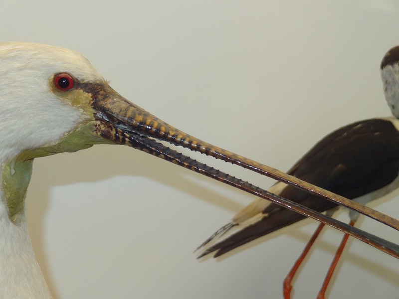 Eurasian spoonbill(Platalea leucorodia), ornithological museum Rocca di Lonato (5)