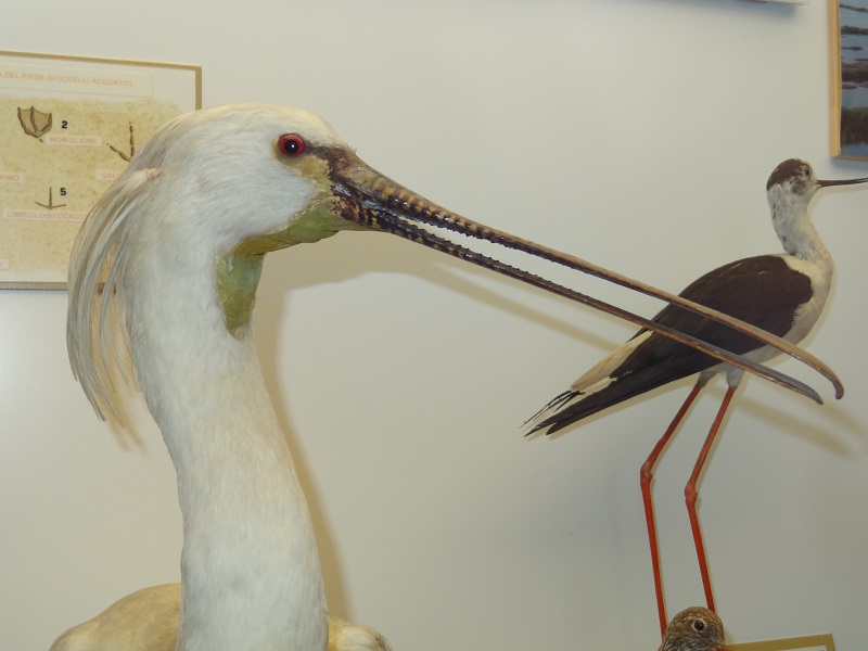 Eurasian spoonbill(Platalea leucorodia), ornithological museum Rocca di Lonato (7)