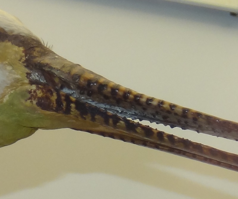 Eurasian spoonbill(Platalea leucorodia), ornithological museum Rocca di Lonato (8)