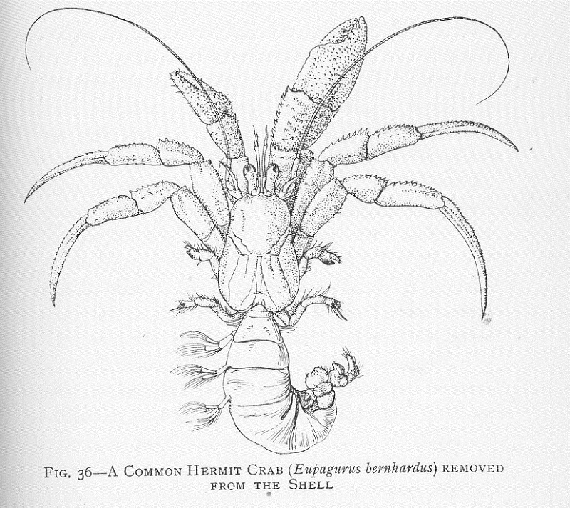 FMIB_46415_Common_Hermit_Crab_(Eupagurus_bernhardus)_removed_from_the_shell