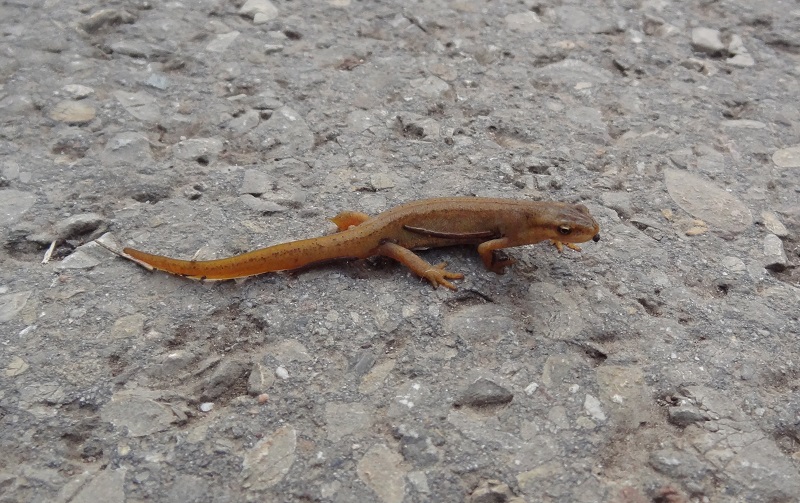 Common newt Lissotriton vulgaris (1)