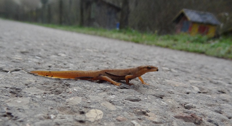 Common newt Lissotriton vulgaris (2)